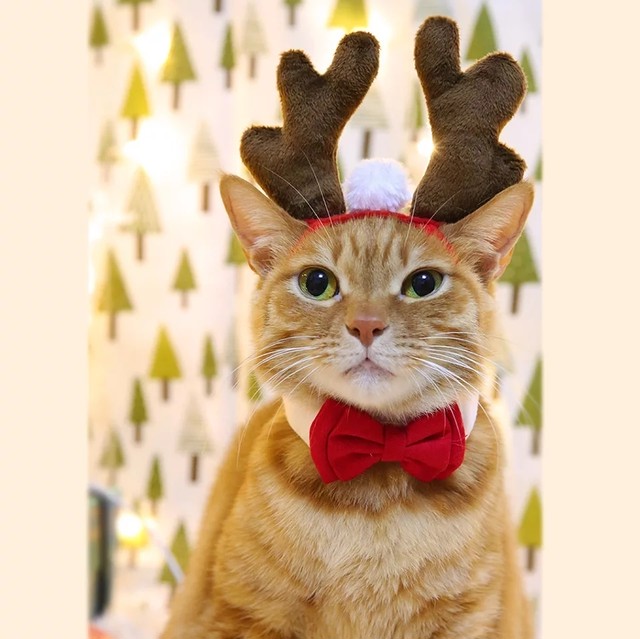 ペット 犬猫 コスプレ トナカイの角 クリスマス ヘッドアクセサリー Grow Market こだわりのインテリア ベビー服