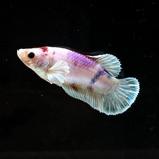 ベタ 鯉ダンボ メス 806 泡 Abuku