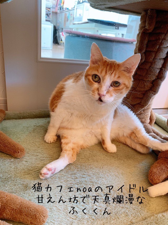 宝石のようなキラキラ猫のキーホルダー 猫カフェnoa