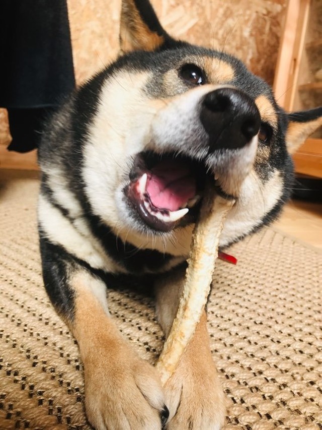 犬用おやつ 北海道特産 エゾシカ 鹿の角ペットフード けんか角 最下部枝分かれ 蝦夷鹿角ドッグフード 厳選2本セット Npo法人北海道自然資源活用機構