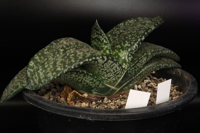 ガステリア 臥牛 Gasteria Armstrongii 多肉植物 Bios Plants