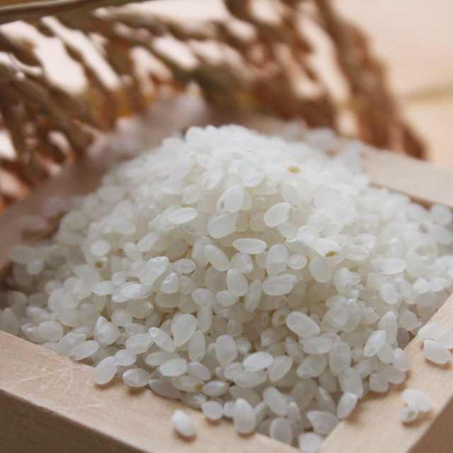 美し米 美山産コシヒカリ10 kg 精米