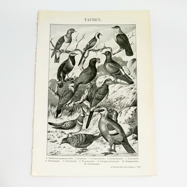 ヘルダー大百科事典 鳩 モノクロイラスト 動物図版 ビンテージ 裏側説明文 1956 3 Backlane