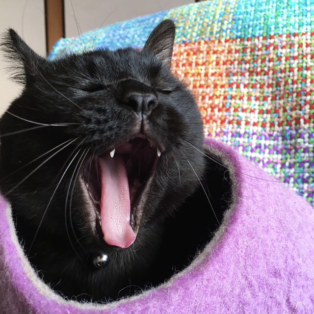 即納 ライラック M 愛猫の冷房対策に 高級 フエルトベッド キャットケイブ 猫ぶくろ ネコハウス 輸入ペット家具専門店 Caniture