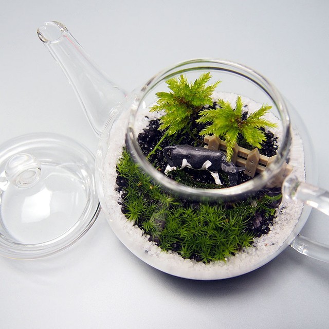 苔テラリウム 手作りキット一式 ティーポット 工房 津軽moss