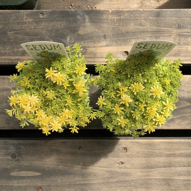 班入り細葉枝変り とげとげハウス セダム 多肉植物 Melty Works 多肉植物 と Dulton プランター のお店