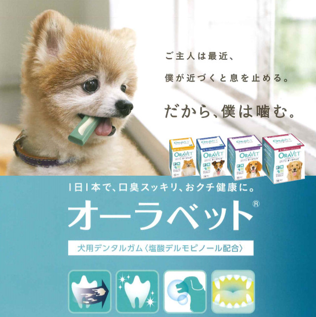 動物病院専用 猫用 チャオエネルギーちゅーる とりささみ味 マグロ味 50本入り 送料無料 くすの木動物病院