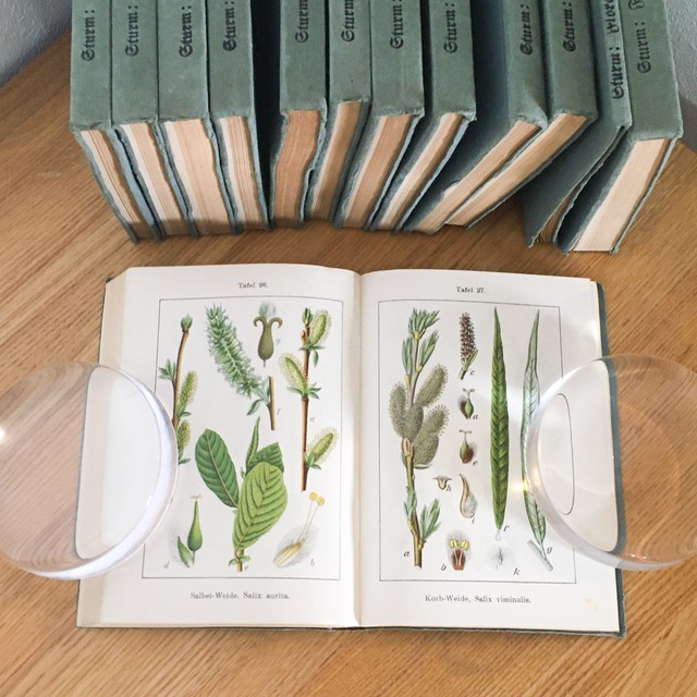 J Sturm 15冊 珍しいソフトカバータイプ ドイツ アンティーク 植物図鑑 ボタニカル ビンテージ ヤーコブ シュトルム 植物画 博物画 べるりんのーと