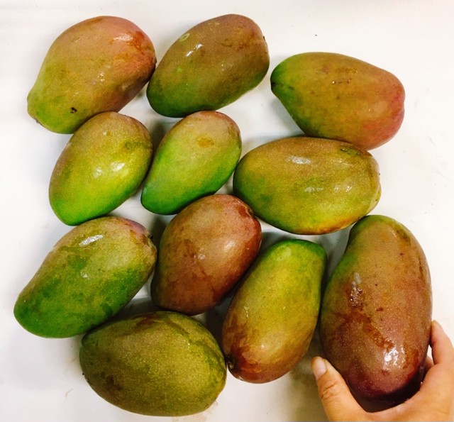 サラダ ピクルスにも 沖縄産マンゴー摘果マンゴー５kgサラダやピクルスに Adan Okinawa アダン沖縄 Base店 熱帯フルーツ 島野菜 沖縄特産品 ちょっとお取り寄せ