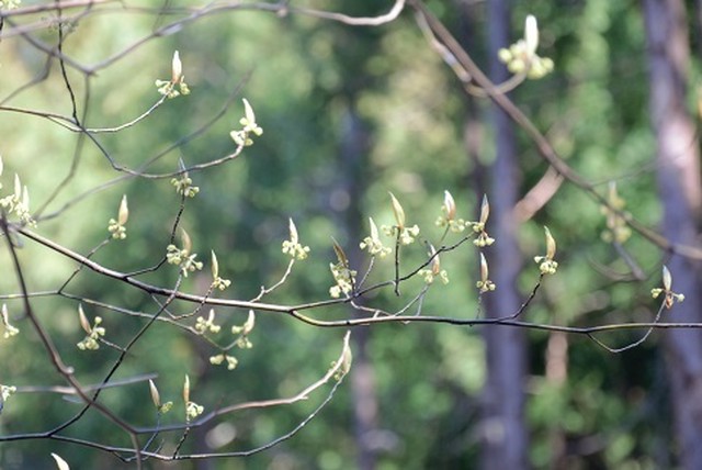 アロマウォーター 芳香蒸留水 クロモジ Odai Cokage