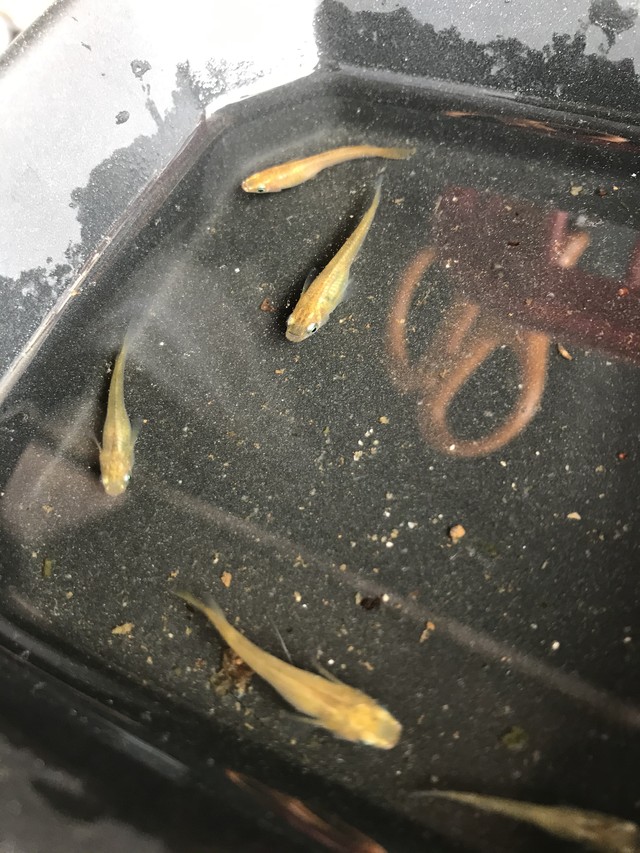 黄色透明鱗メダカ卵30個 A あっくんのメダカ市場