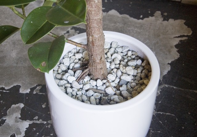 23区内限定配送 フィカス エラスティカ ソフィア Neo Green