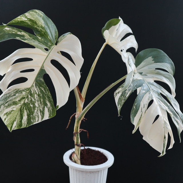 一点もの 斑入り モンステラボルシギアナ ホワイトタイガー Varigated Monstera Borsigana White Tiger Monsteramiho