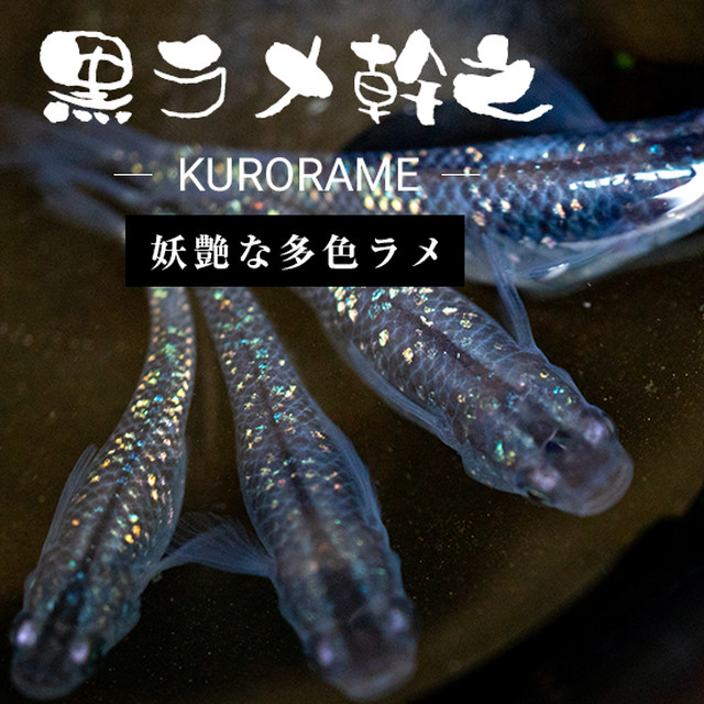 改良メダカ 改良メダカ養殖場 さむおメダカ