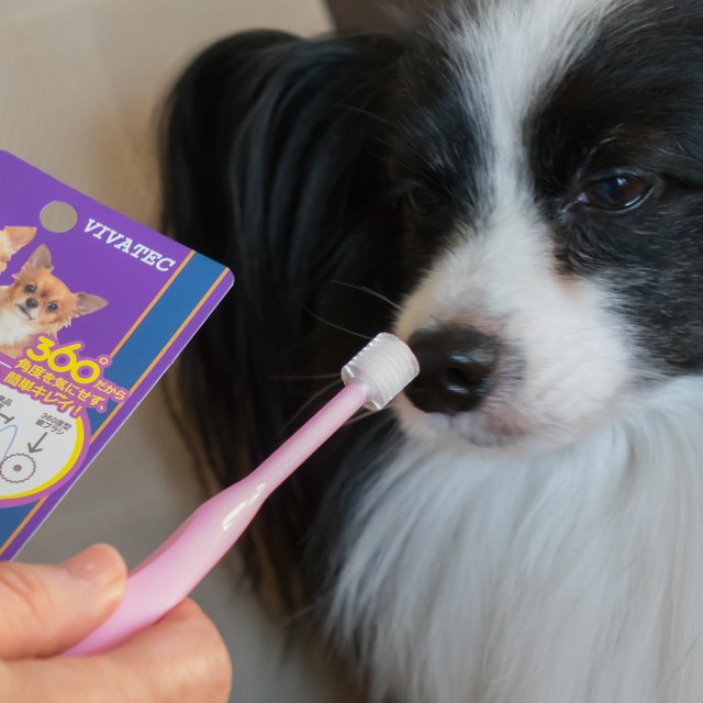 マジックゼオ プロ 360度 歯ブラシ ピンク セット 超小型犬用 犬用品 Abcdog