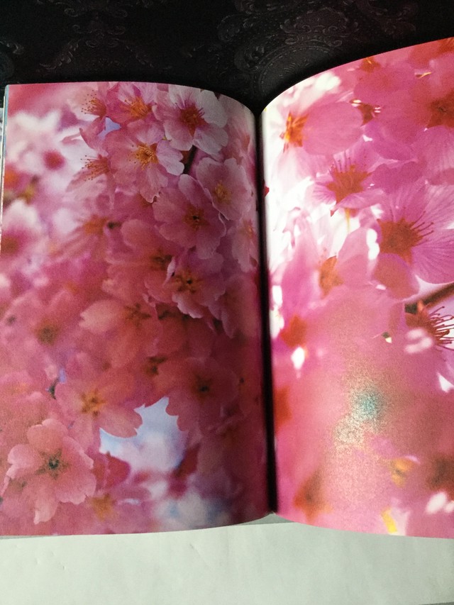 桜 蜷川実花写真集 Zbooks