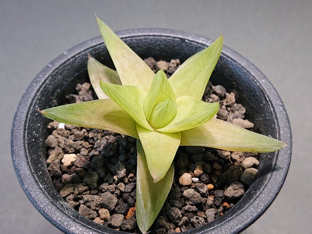 Haworthia Cymbiformis Hyb ハオルチア ハオルシア シンビフォルミス系 サボテンと多肉植物の店 サイベリア