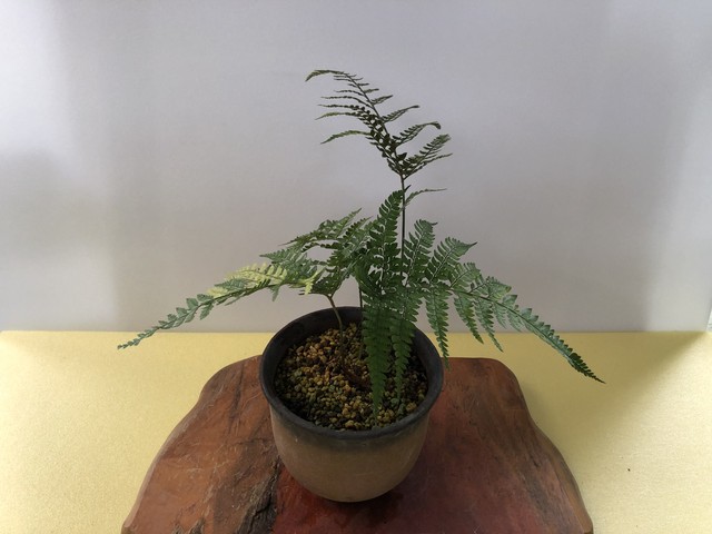 斑入り十文字シダ ミニ盆栽 山野草 とがし白陽園 盆栽 植物 山野草