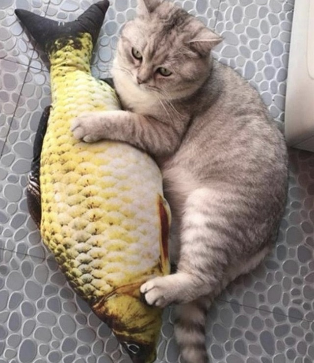 結晶 不満 贅沢な 猫 の おもちゃ 魚 Eightduncans Com