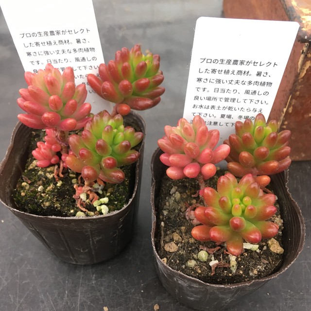 虹の玉 Rupo 多肉植物専門店