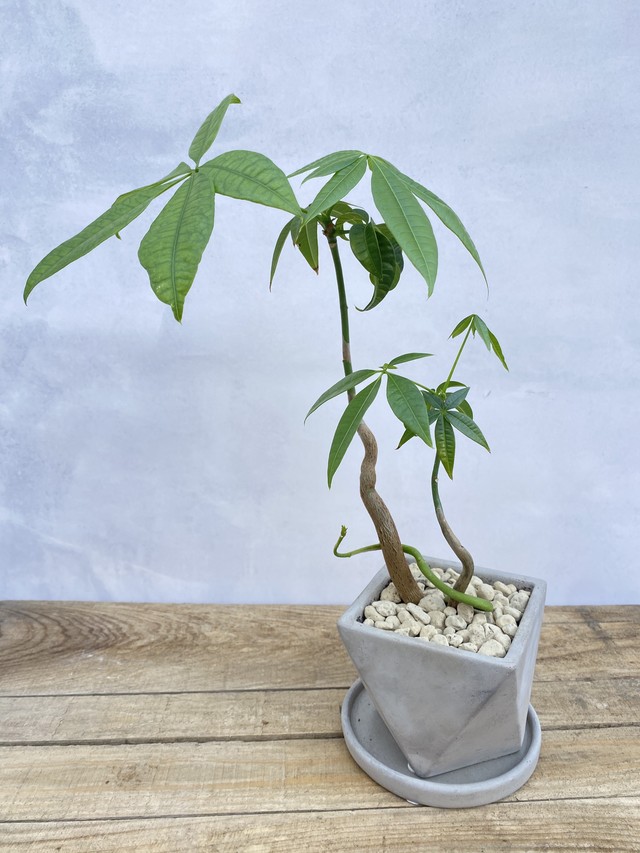 送料無料 パキラ 曲がり 3 5号 モルタル鉢 Dulton 観葉植物 開店祝い 移転祝い 新築祝い おしゃれ インテリア 室内 Florist Lulu Flower ルルフラワー オンラインストア