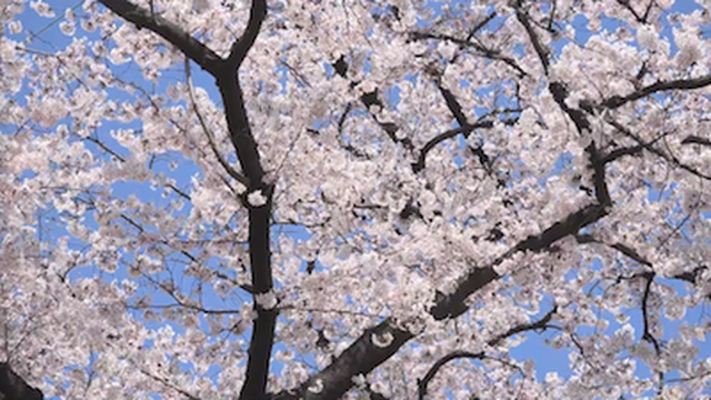 Hd動画素材skr007 春 サクラ 桜 ソメイヨシノ 寄り 花びら Sampling Air Japan