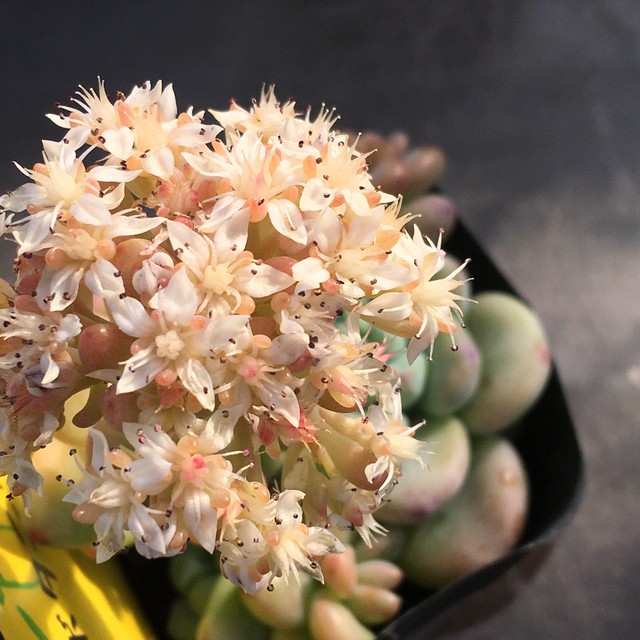 オーロラブルー Rupo 多肉植物専門店