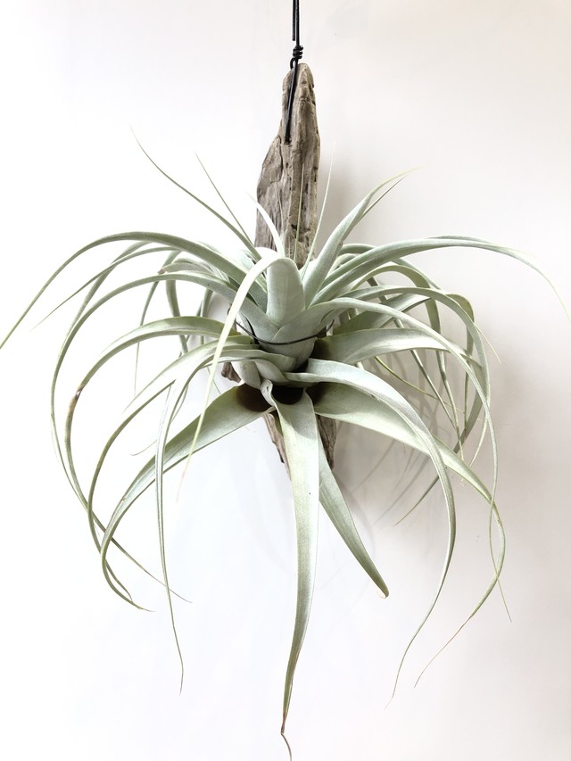 T キセログラフィカ 流木 Tillandsia Xerographica クルール Couleur