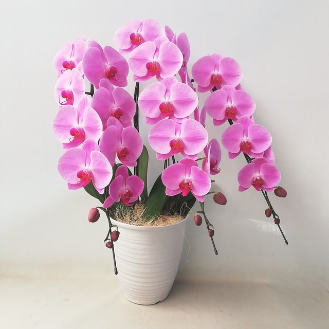 胡蝶蘭 ピンク大輪 ３本立 30輪以上 Hazama Plants Orchids