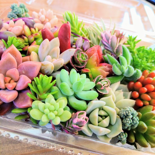 販売開始 おまかせ多肉植物カット苗パック Sサイズ Nagimitsu ハンドメイド 植物雑貨 ガーデン雑貨 アウトドア雑貨