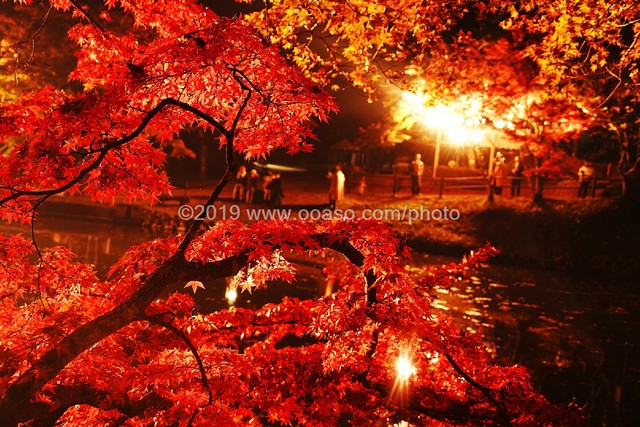 ライトアップされた秋の美しい紅葉風景 Buyphoto