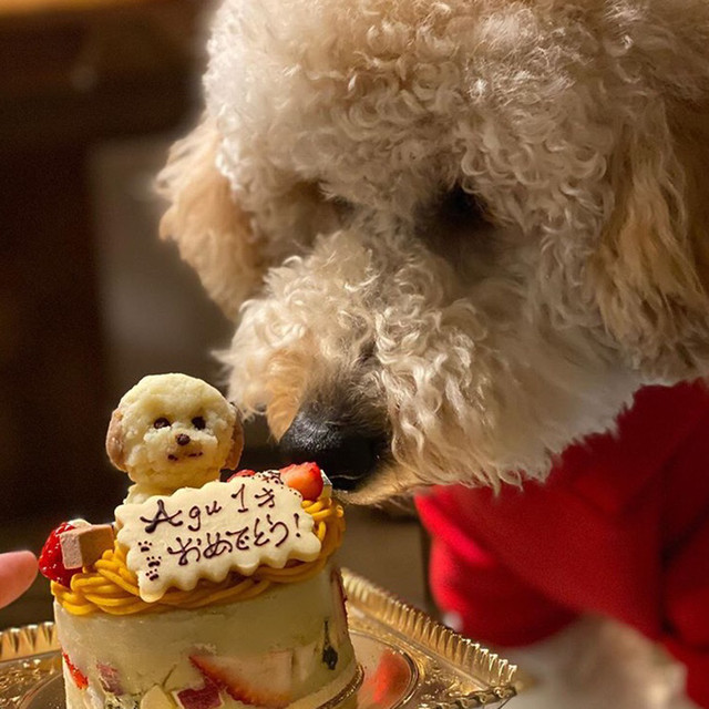 ワンちゃんケーキ用オプション 愛犬ちゃんそっくりマスコット一頭 Atterrace軽井沢ガーデンファーム