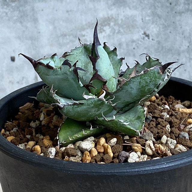 Agave Titanota Black And Blue Blue Ball アガベ チタノタ ブラックアンドブルー ブルーボール 観葉植物 多肉植物 インテリア 抜き苗発送 発根済 美株 Listycagave