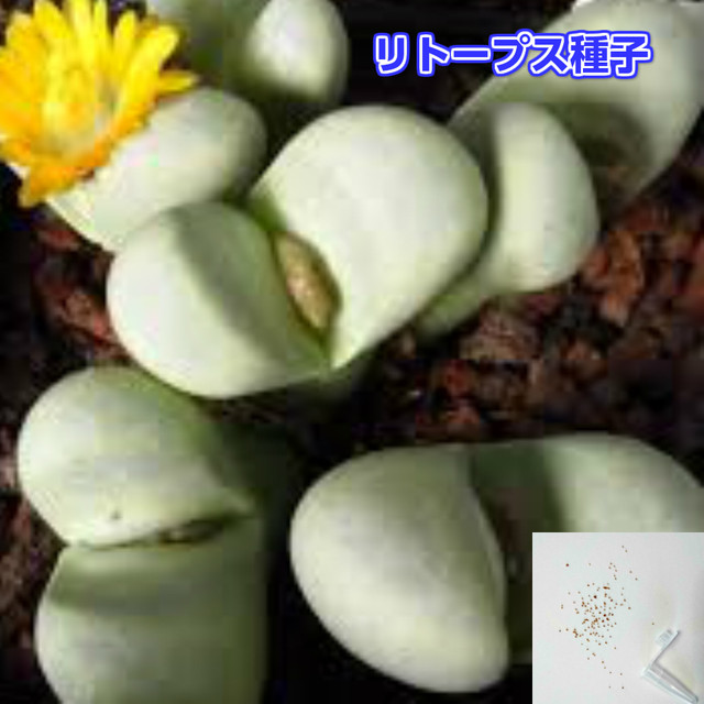 多肉植物 種子 メセン リトープス メイエリ C212 10 Seed リトープスやメセンなど珍しい美彩多肉植物の販売店cocoshops リトープスやメセンなど珍しい多肉植物の販売店 Cocoshops