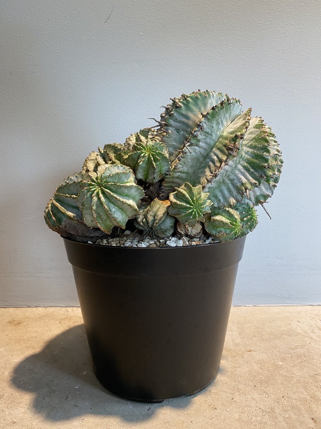 Euphorbia Horrida ユーフォルビア ホリダ Hanacho Exotics Plants