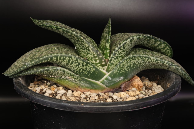 ガステリア 臥牛 Gasteria Armstrongii 多肉植物 Bios Plants