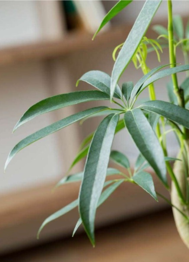 観葉植物 シェフレラ アンガスティフォリア 8号 曲り ラスターポット付き Garden Elegance ガーデンエレガンス Base店