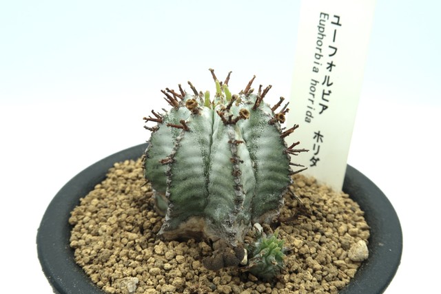 ユーフォルビア ホリダ Euphorbia Horrida ビザールプランツ 観葉植物 Bios Plants