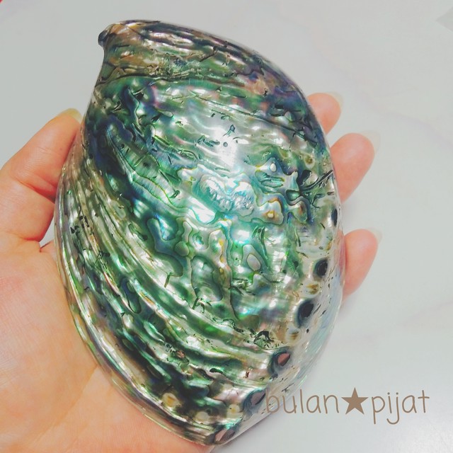 浄化力upアワビの貝殻 シェル 浄化皿 珍しい両面磨き ホワイトセージ さざれ石 パワーストーンアクセサリー浄化用 香皿 鮑 あわび 大人の天然石 アクセサリー材料パーツshop ぶらんぴじゃっと