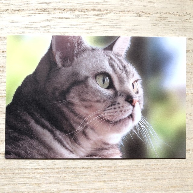 ポストカード 猫 アメリカンショートヘア ポスクロドットコムjp Base店
