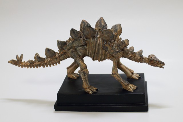 フォッシルモデル ステゴザウルス トレンド アイ