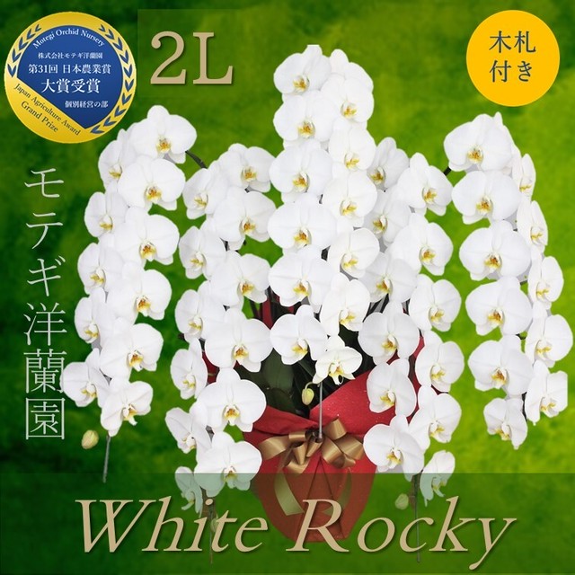 胡蝶蘭 お祝い ギフト 就任祝い 木札付き 大輪 ホワイトロッキー 5本立 2l ラッピング付き 開店 開業 開店 就任 モテギ洋蘭園