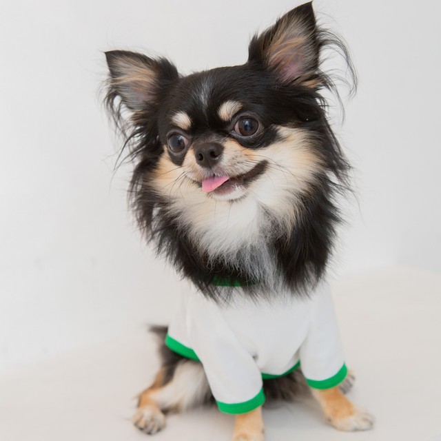 Funkybear Tシャツ Broccoli 犬服 人気 犬の服 おしゃれ ドッグウェア 小型犬 犬服ブランド Chicc ドッグウェアブランド