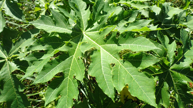 石垣島産 無農薬 パパイヤ葉茶 パパイヤリーフティー 30g 石垣島薬草園なうひあ