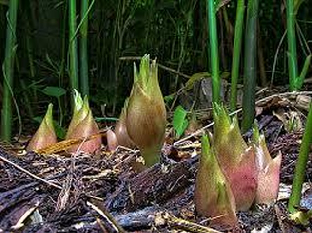 みょうが 山形庄内産天然茗荷 １ｋｇ 楽菜ふぁーむ