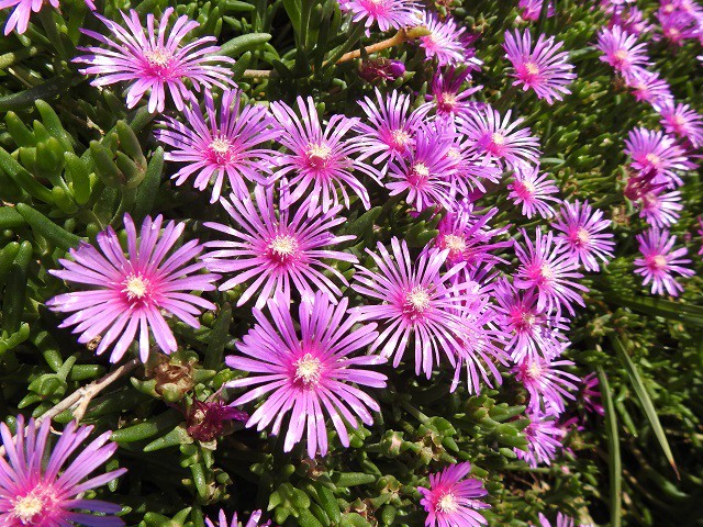 リビングストーンデージーの花の写真 写真屋 ６ 植物