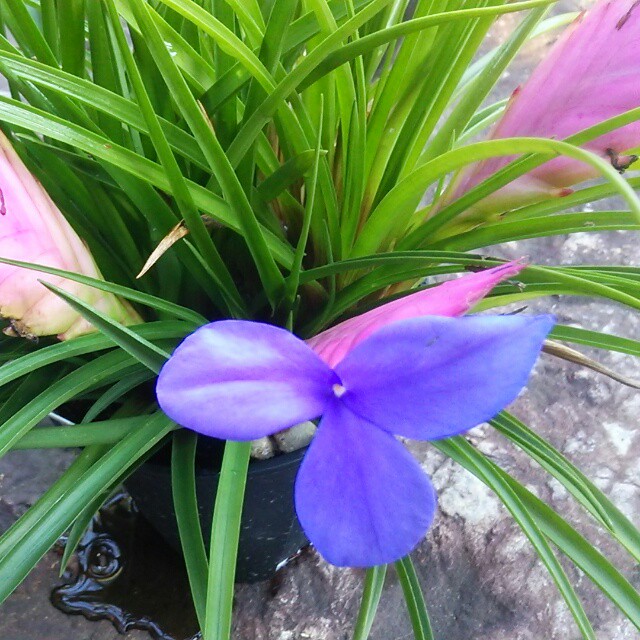 ハナアナナス10 5cmポット苗 Hanazukin 花ずきん 農家直送の花苗 シンビジュームの花束