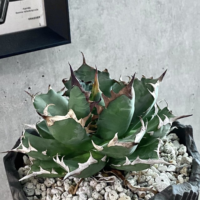 Agave Titanota No1 アガベ チタノタ ナンバーワン 鉢付き 観葉植物 多肉植物 インテリア 鉢込み発送 発根済み 美株 Listycagave