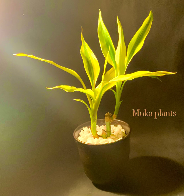 ドラセナ サンデリアーナ 和風 High Moka Plants Moka