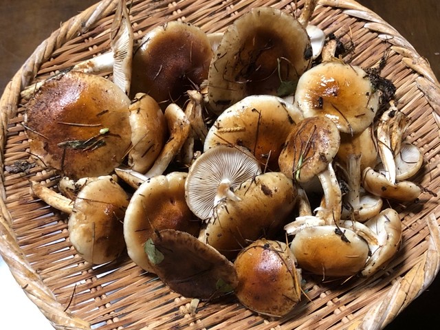 リラックス 費用 マウンド きのこ 販売 Otect Jp